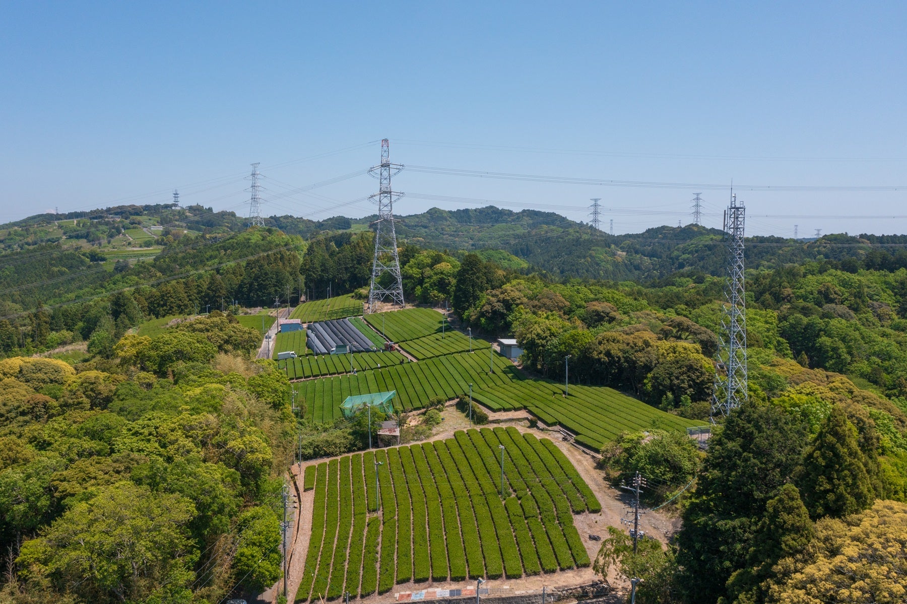 Tea Garden Image 1