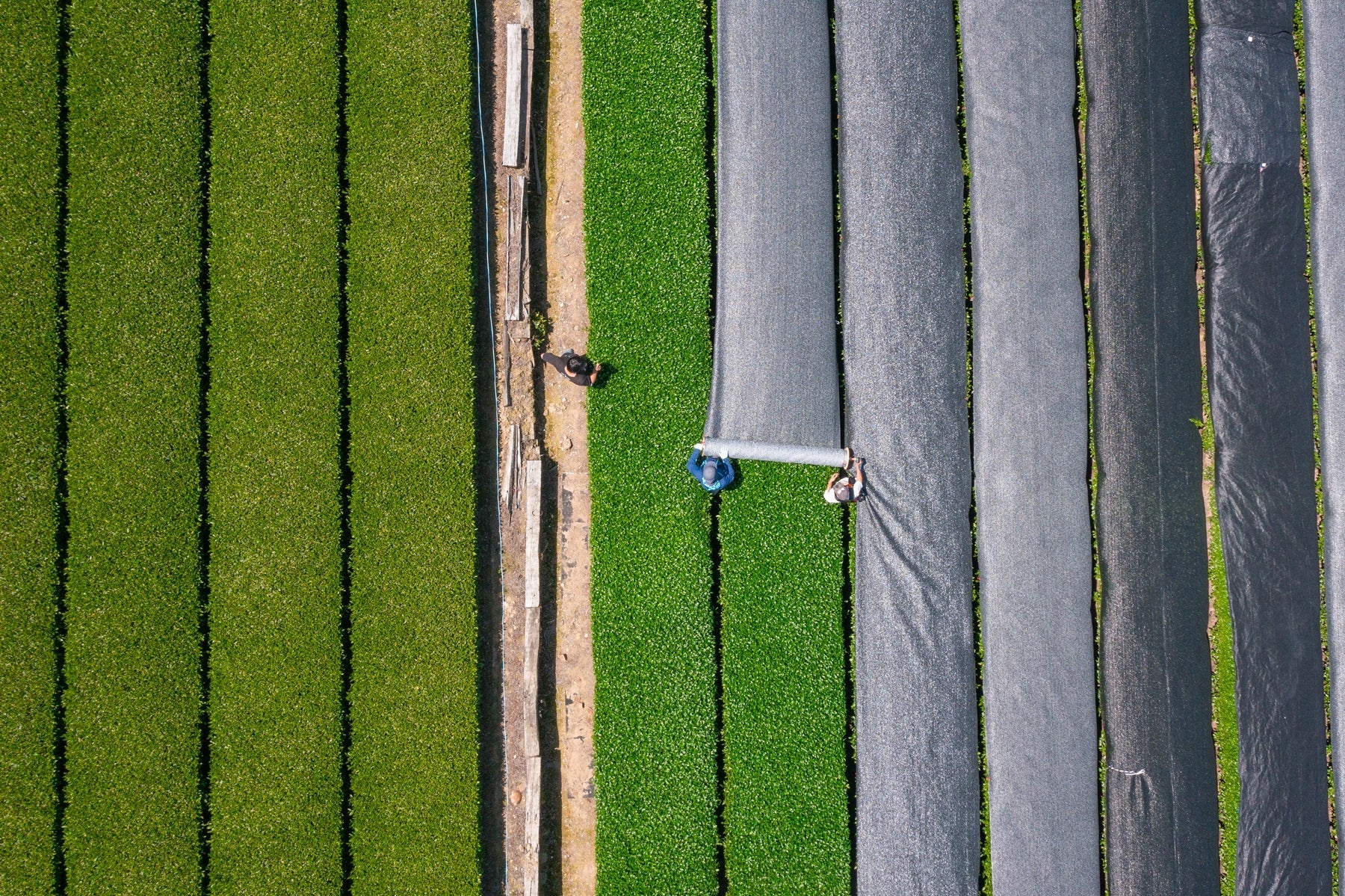 Tea Garden Image 2