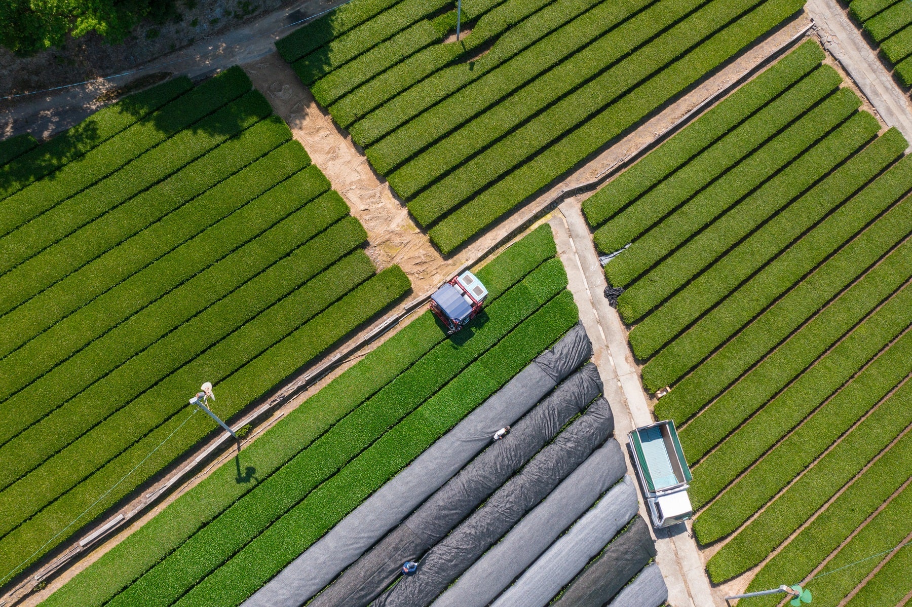 Tea Garden Image 4