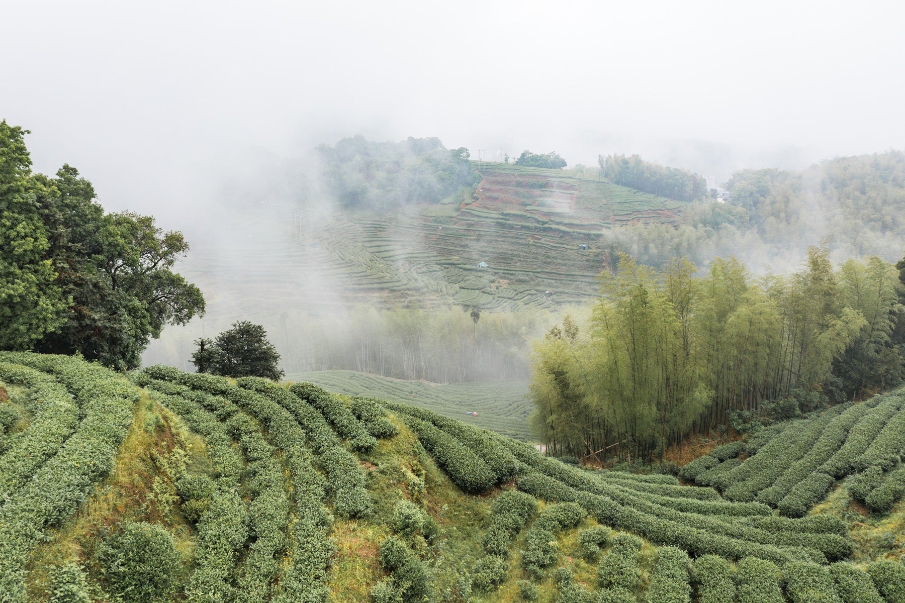 Tea Garden Image 2