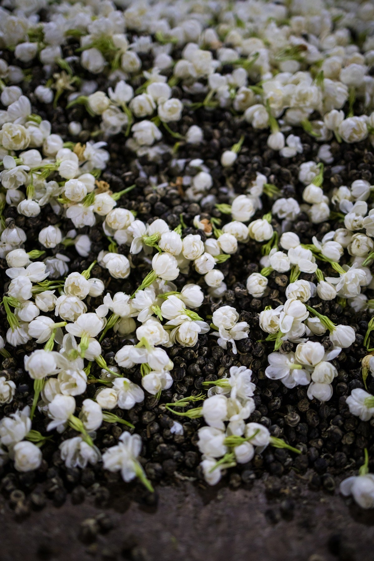 Tea Garden Image 6