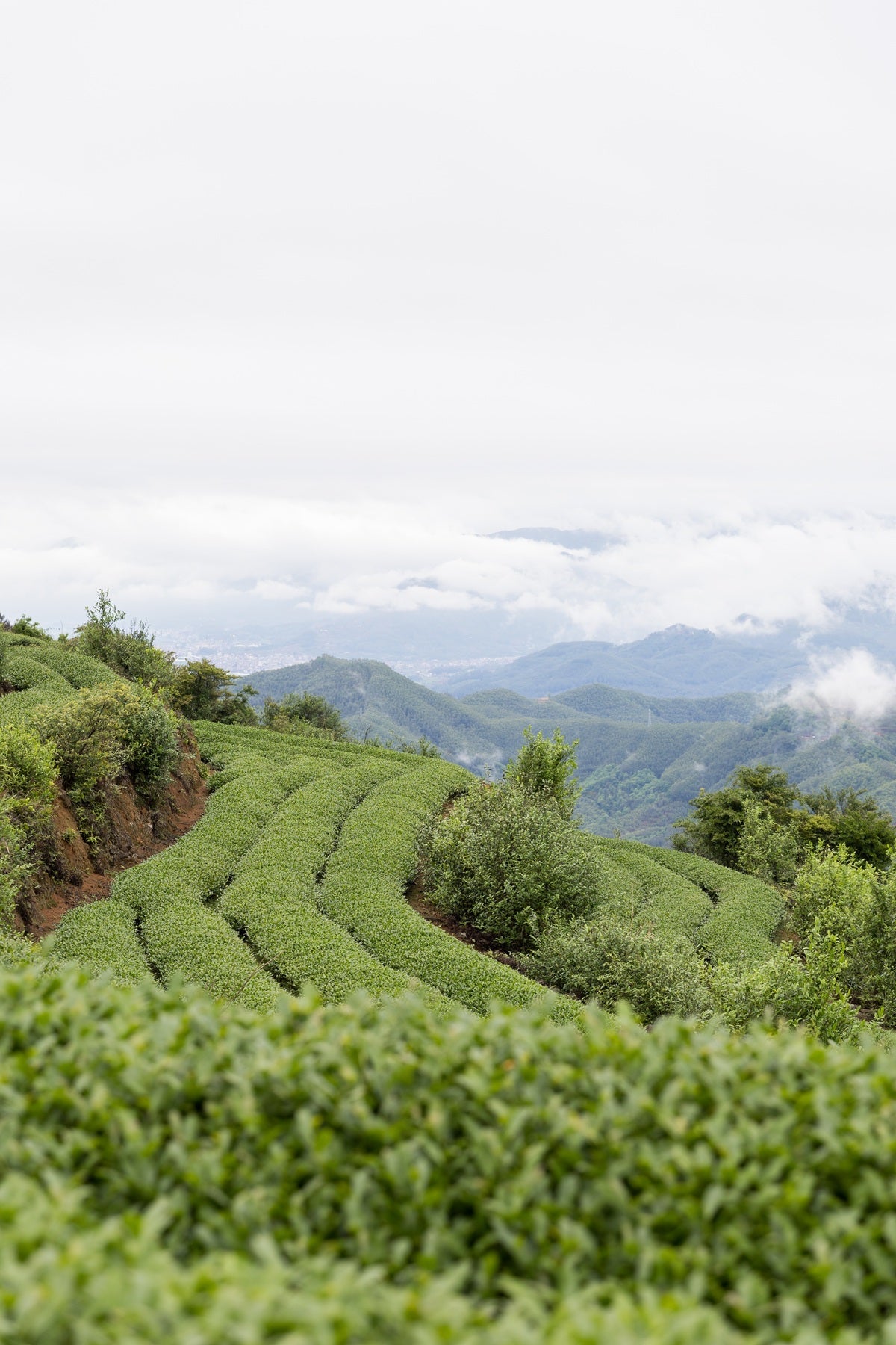 Tea Garden Image 1