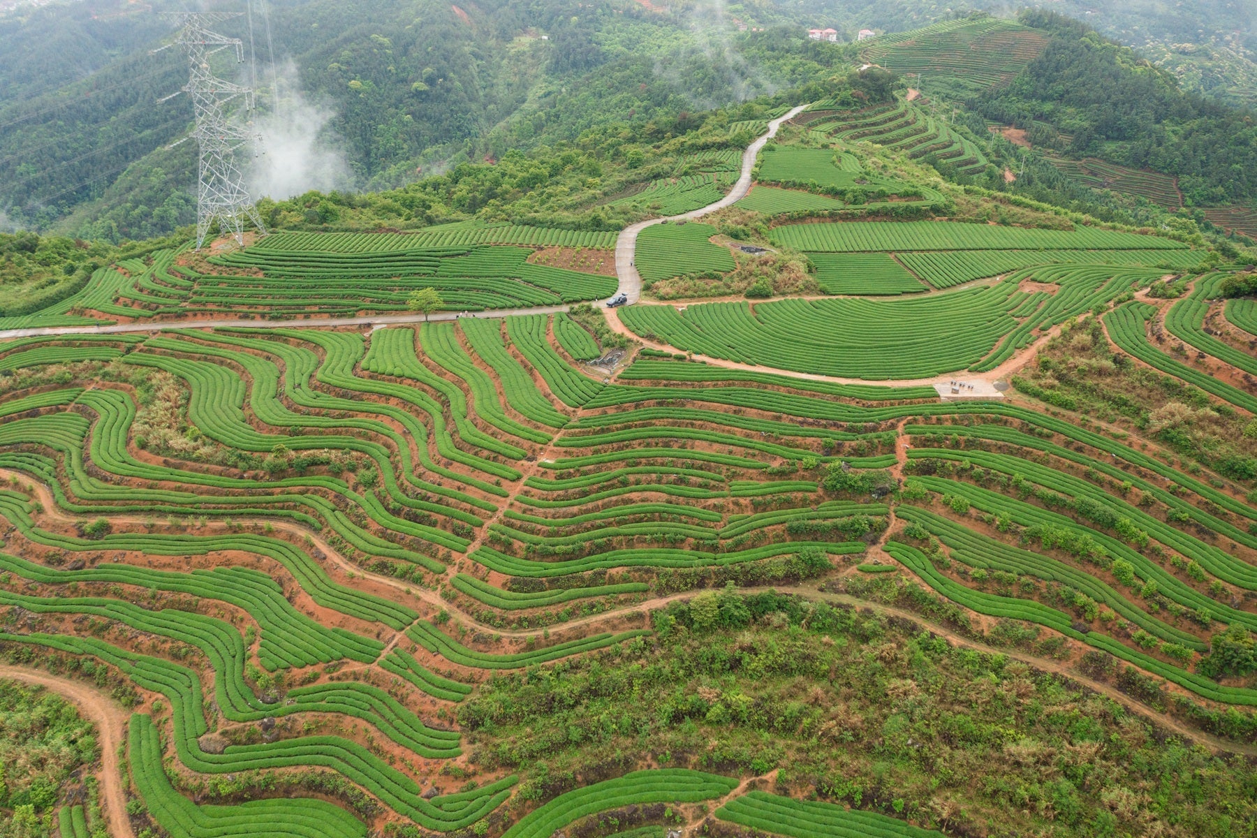 Tea Garden Image 2